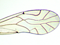 Lachesilla pedicularia